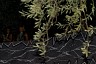 corfu0577.jpg